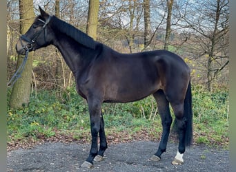 Caballo alemán, Yegua, 4 años, 169 cm, Castaño oscuro