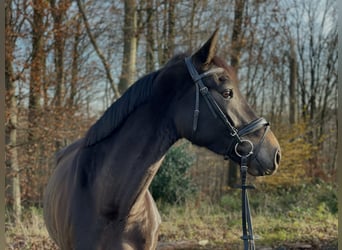 Caballo alemán, Yegua, 4 años, 169 cm, Castaño oscuro