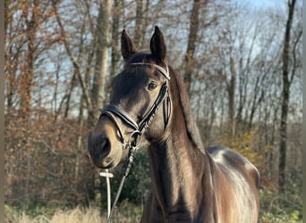 Caballo alemán, Yegua, 4 años, 169 cm, Castaño oscuro