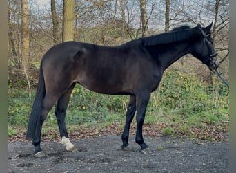 Caballo alemán, Yegua, 4 años, 169 cm, Castaño oscuro