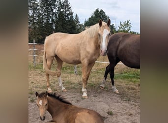 Caballo alemán, Yegua, 4 años, 169 cm, Palomino