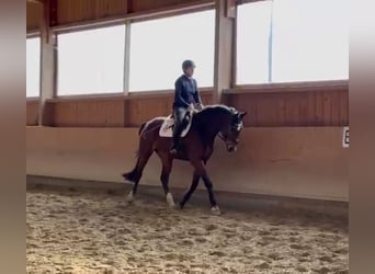 Caballo alemán, Yegua, 4 años, 170 cm, Castaño