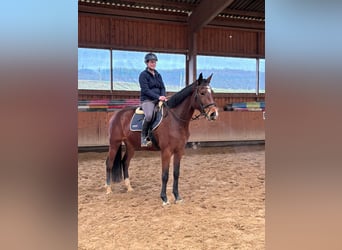 Caballo alemán, Yegua, 4 años, 170 cm, Castaño