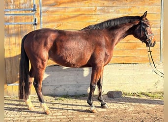 Caballo alemán, Yegua, 4 años, 170 cm, Castaño