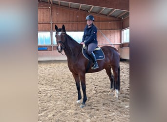 Caballo alemán, Yegua, 4 años, 170 cm, Castaño