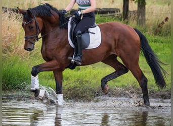 Caballo alemán, Yegua, 4 años, 170 cm, Castaño