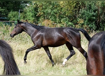 Caballo alemán, Yegua, 4 años, 170 cm, Castaño oscuro