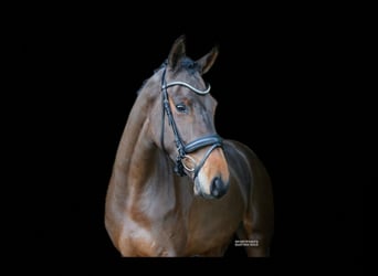 Caballo alemán, Yegua, 4 años, 172 cm, Castaño