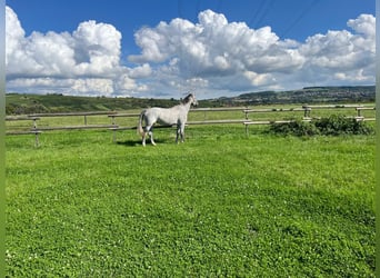 Caballo alemán, Yegua, 4 años, 174 cm, Tordo