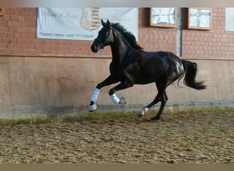 Caballo alemán, Yegua, 4 años, Negro