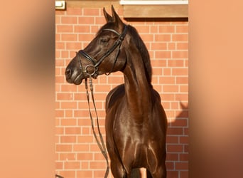 Caballo alemán, Yegua, 4 años, Negro