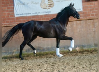 Caballo alemán, Yegua, 4 años, Negro