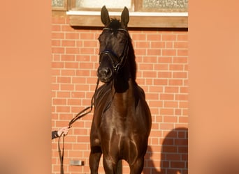 Caballo alemán, Yegua, 4 años, Negro