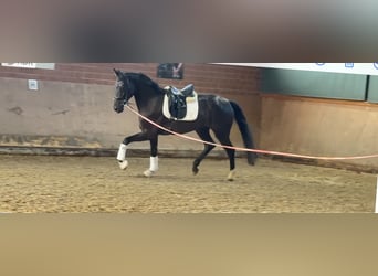 Caballo alemán, Yegua, 4 años, Negro