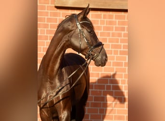Caballo alemán, Yegua, 4 años, Negro