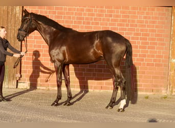 Caballo alemán, Yegua, 4 años, Negro