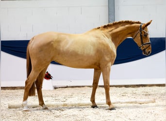 Caballo alemán, Yegua, 5 años, 160 cm, Alazán