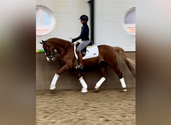 Caballo alemán, Yegua, 5 años, 160 cm, Alazán-tostado