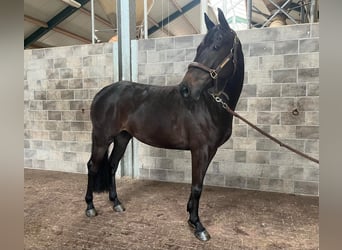 Caballo alemán, Yegua, 5 años, 160 cm, Negro