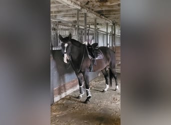 Caballo alemán, Yegua, 5 años, 161 cm, Buckskin/Bayo