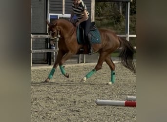 Caballo alemán, Yegua, 5 años, 162 cm, Alazán
