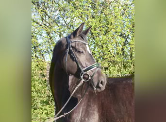Caballo alemán, Yegua, 5 años, 162 cm, Negro