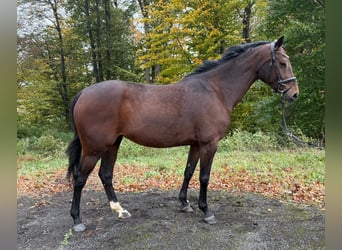 Caballo alemán, Yegua, 5 años, 163 cm, Castaño