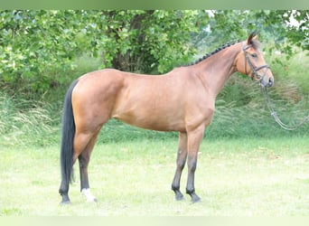 Caballo alemán, Yegua, 5 años, 163 cm, Castaño