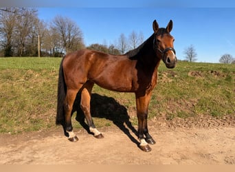 Caballo alemán, Yegua, 5 años, 164 cm, Castaño
