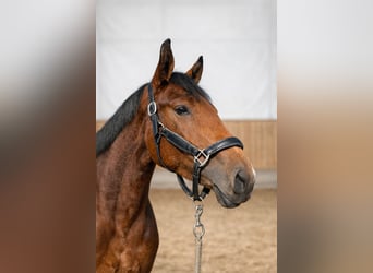 Caballo alemán, Yegua, 5 años, 164 cm, Castaño
