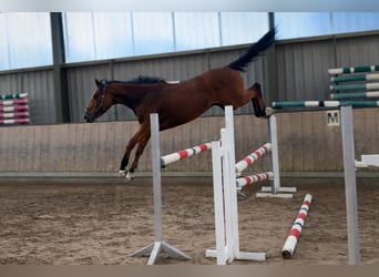 Caballo alemán, Yegua, 5 años, 164 cm, Castaño