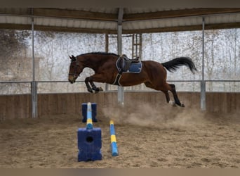 Caballo alemán, Yegua, 5 años, 164 cm, Castaño