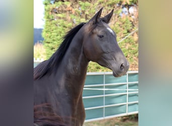 Caballo alemán, Yegua, 5 años, 164 cm, Negro