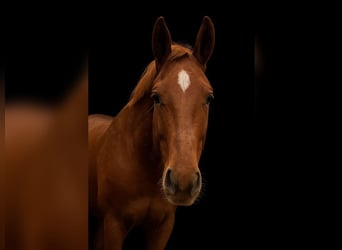 Caballo alemán, Yegua, 5 años, 165 cm, Alazán
