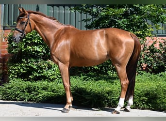 Caballo alemán, Yegua, 5 años, 165 cm, Alazán-tostado