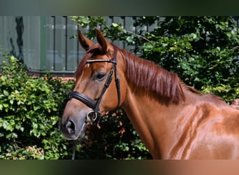 Caballo alemán, Yegua, 5 años, 165 cm, Alazán-tostado