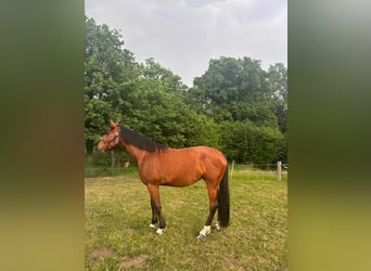 Caballo alemán, Yegua, 5 años, 165 cm, Castaño