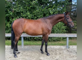 Caballo alemán, Yegua, 5 años, 166 cm, Castaño