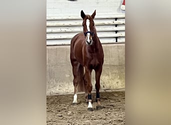 Caballo alemán, Yegua, 5 años, 167 cm, Alazán