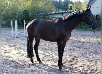 Caballo alemán, Yegua, 5 años, 167 cm, Castaño oscuro