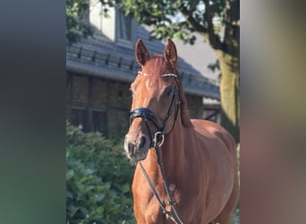 Caballo alemán, Yegua, 5 años, 169 cm, Alazán