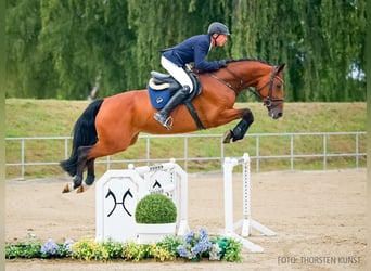 Caballo alemán, Yegua, 5 años, 169 cm, Castaño