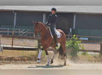 Caballo alemán, Yegua, 5 años, 169 cm, Castaño oscuro