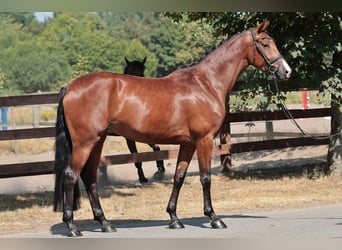 Caballo alemán, Yegua, 5 años, 169 cm, Castaño oscuro