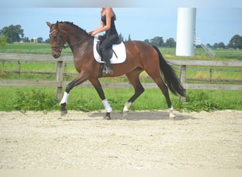 Caballo alemán, Yegua, 5 años, 170 cm, Castaño