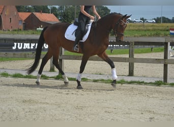 Caballo alemán, Yegua, 5 años, 170 cm, Castaño