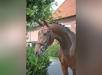 Caballo alemán, Yegua, 5 años, 170 cm, Castaño