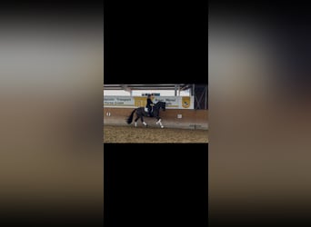 Caballo alemán, Yegua, 5 años, 170 cm, Morcillo