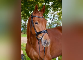 Caballo alemán, Yegua, 5 años, 172 cm, Alazán