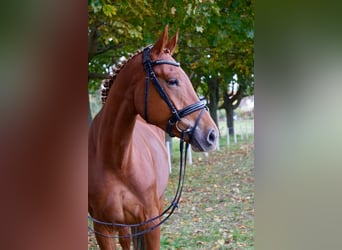 Caballo alemán, Yegua, 5 años, 172 cm, Alazán